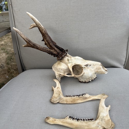 Roe deer skull with antlers - ,