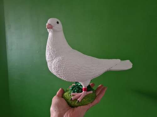 White dove pigeon - dove,