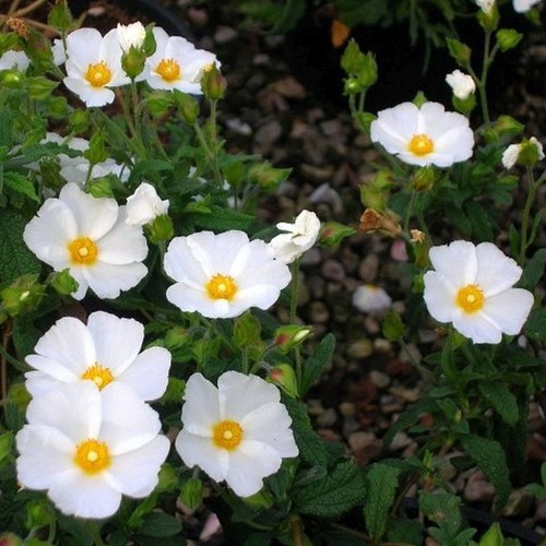 Cistus florentinus plant hardy - cistus,