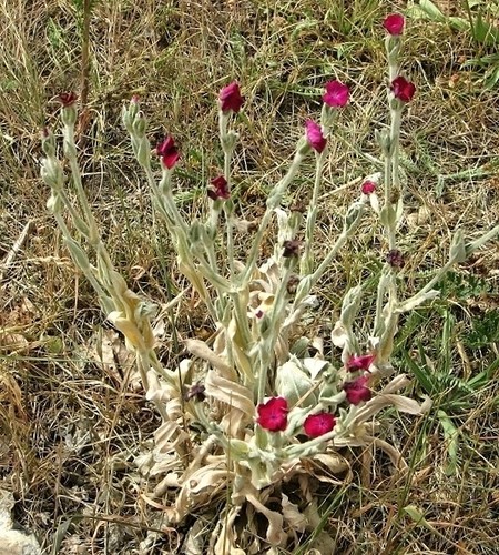 Photo 6x4 rose campion silene - photo, (silene