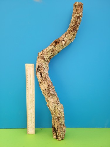 Cork bark branch - bark, snake