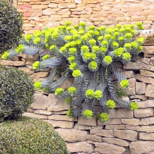 Euphorbia myrsinites a 9cm - euphorbia,