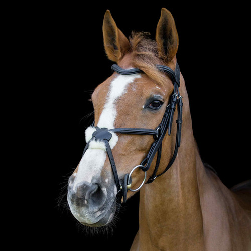 Cameo equine anatomic - cameo,