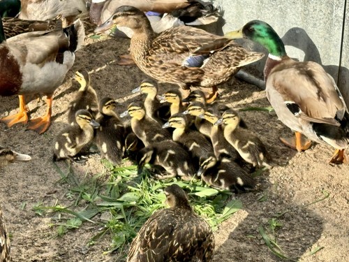 Fourteen fresh fertile - (14),