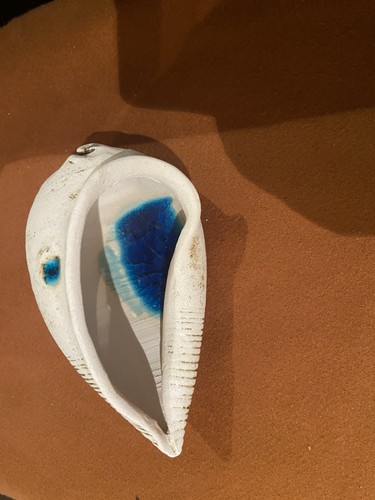 Shell ornament decoration - shell,