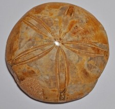 POLISHED PYGURUS FOSSIL