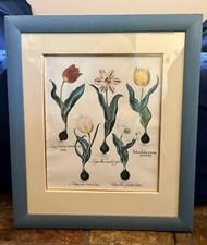 Vintage botanical tulip print, blue-painted wood frame, cream & gilt mount, VGC
