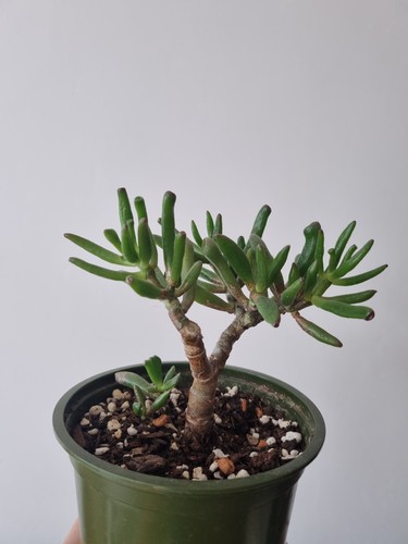 Crassula ovata druce - ovata,