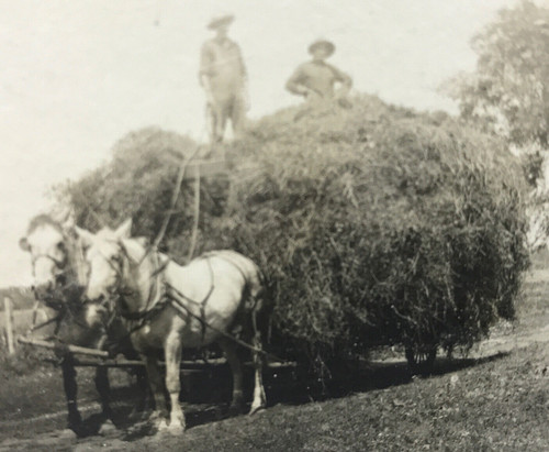 Antique vtg rppc horse - antique,