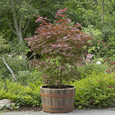 Half Whisky Barrel Planter Oak