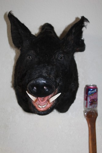 Large wild boar - pig, head