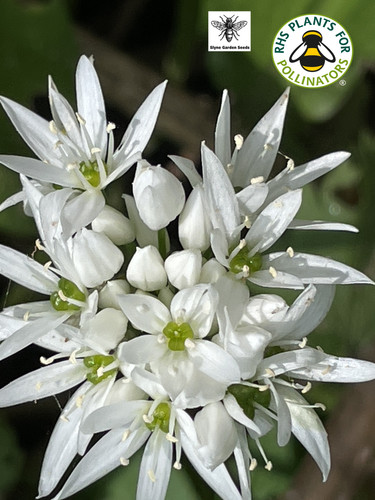 Wild garlic white - wild, native
