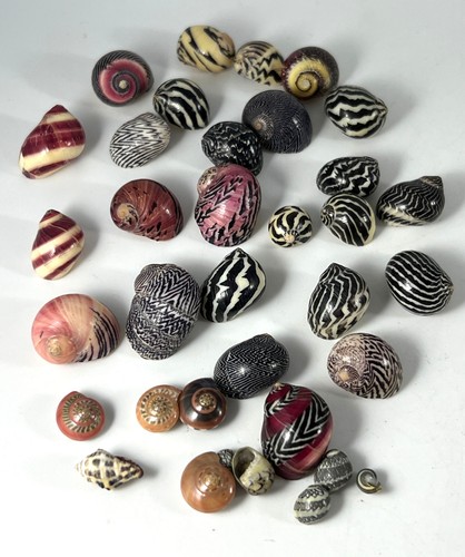 Snail shell lot pc - shell,