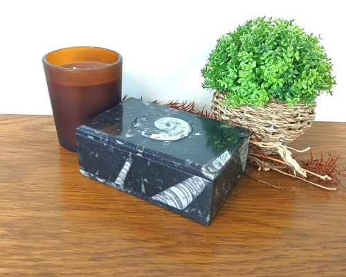 Rectangular goniatite ammonite - goniatite,