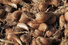 Shallots (Autumn/ Overwinter) 'Griselle' Banana Shallot Bulbs Pack x6
