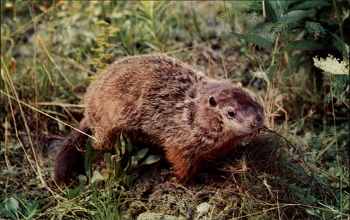 Woodchuck ground hog - hog, vintage