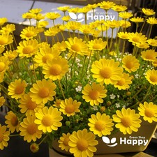 Marguerite Daisy - 1200 Seeds - Yellow Daisy - Anthemis tinctoria Perennial