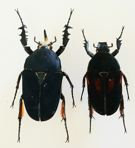 Mecynorrhina torquata - mecynorrhina,