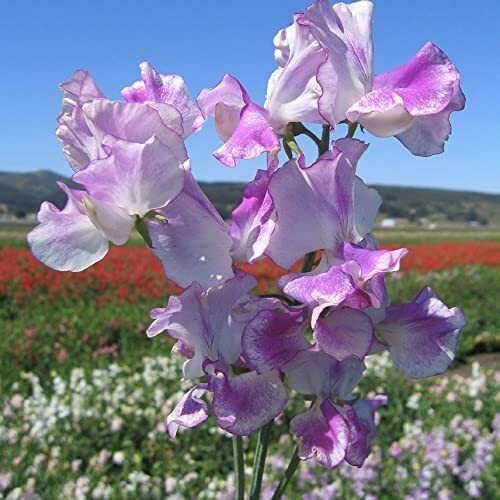 Lilac ripple spencer - lilac, sweet