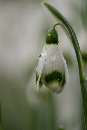 Galanthus ivington green - galanthus,