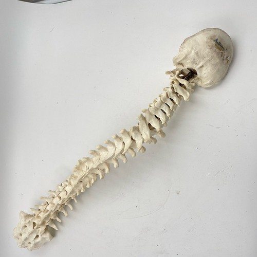 Adam rouilly spine model with - rouilly,