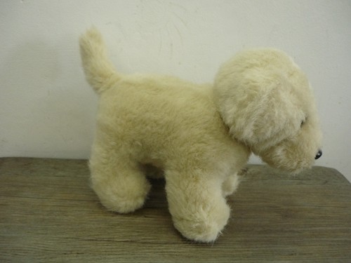 Cute adorable cream - cute, labrador