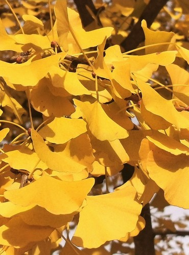 Ginkgo biloba maidenhair - ginkgo, biloba,
