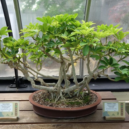 Dwarf umbrella tree plant - dwarf,