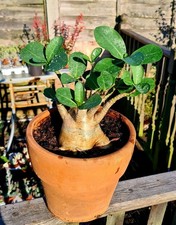 Adenium Arabicum Desert Rose | Large caudex plant in terracotta pot