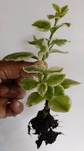 Variegated baby sun rose - baby,