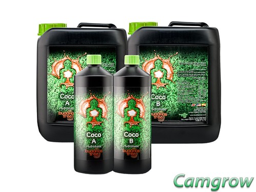 Buddhas tree coco base - -,