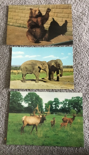 Postcards from flamingoland - postcards,