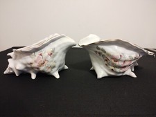Pair Maryleigh Staffordshire Pottery Conch Shell Planters