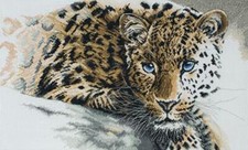 Rare beauty leopard - rare,