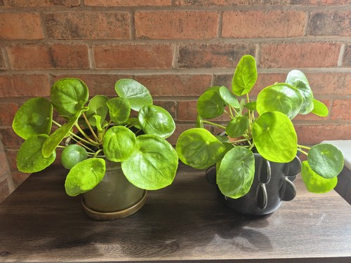 Twin set healthy potted - twin,