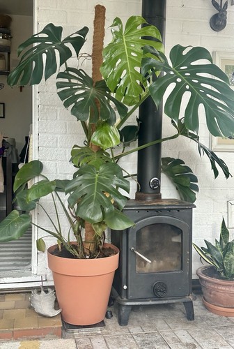 Mature monstera deliciosa - mature,