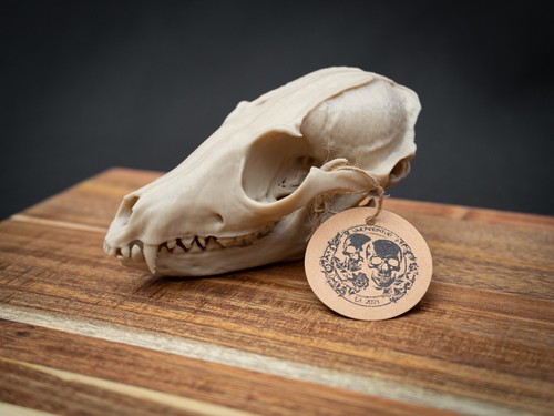 Life size red fox skull - life,