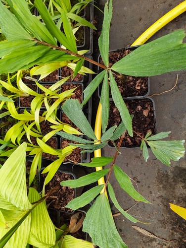 Arenga micrantha cm pot - arenga, 14