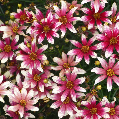 Coreopsis sunstar rose - coreopsis,