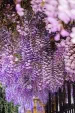 Wisteria Floribunda
