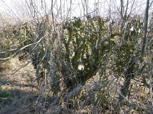 Photo flail cut - photo, hedge