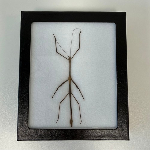 Framed preserved stick insect - stick,