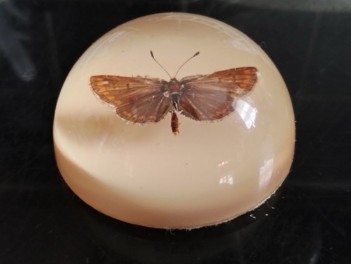 Vintage butterfly bug - vintage, insect