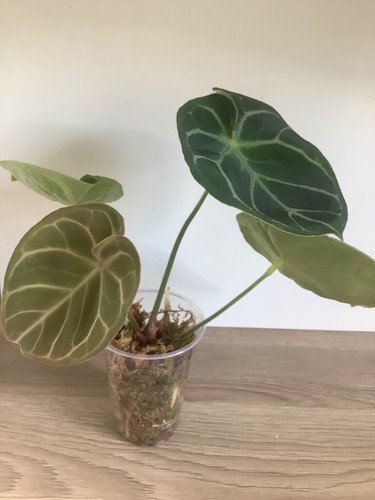 Anthurium dorayaki growing - dorayaki,