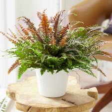 1 x Colourful Pteris Tricolor