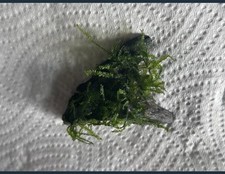 Healthy Java Moss On Aquarium Safe Slate. Perfect For Shrimp And Fresh Water