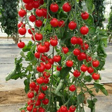 12 RED TOMATO GARDENPEARL