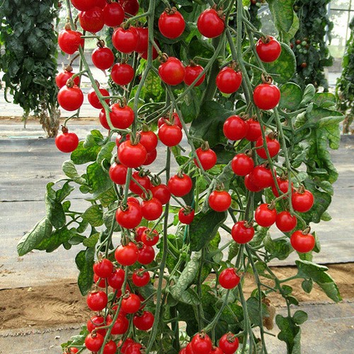 Red tomato gardenpearl - red,