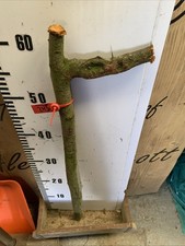 Blackthorn Shillelagh   stick