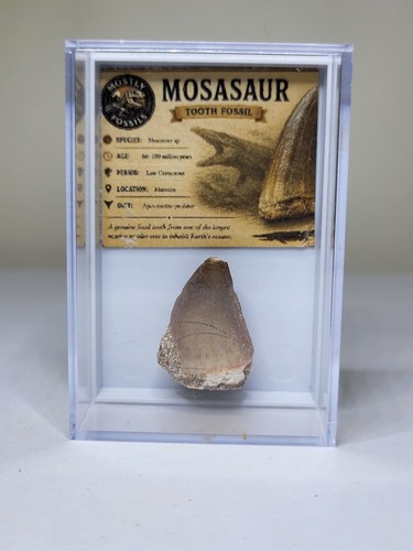 Mosasaur tooth acrylic - mosasaur,